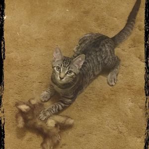 Meet your Posher, Amy jo